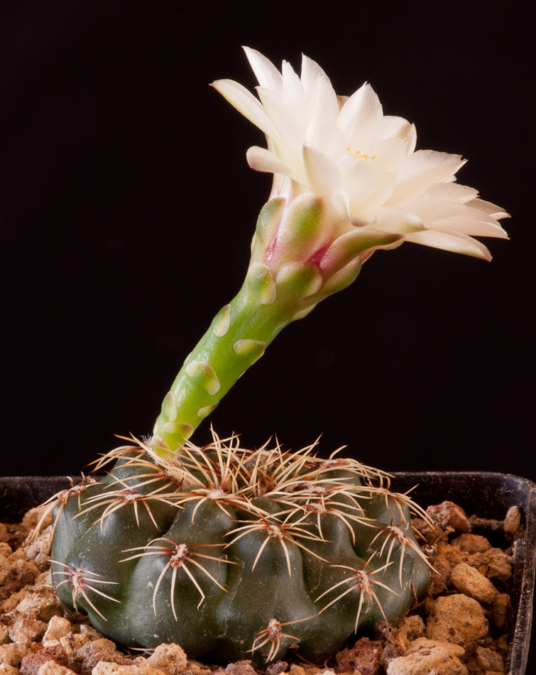 Gymnocalycium erolesii